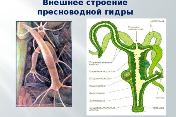 Найти зеркало кракена