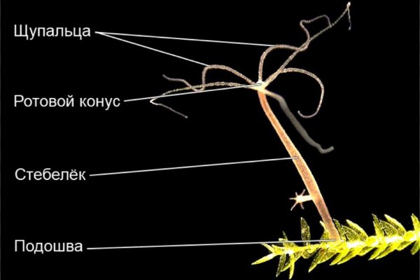 Кракен продает наркотики